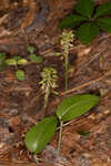 Green adder's-mouth orchid